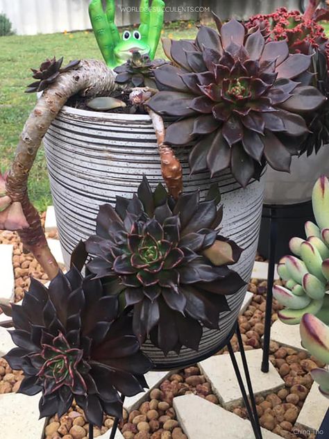 Echeveria 'Black Prince' (Photo by Ching Tho. Used with permission. All rights reserved.) #echeveria #succulent #succulents #cactiandsucculents #succupedia #worldofsucculents Black Succulents, Garden Landscaping Diy, Echeveria Succulent, Goth Garden, Gothic Garden, Colorful Succulents, Inside Plants, Black Garden, Succulents In Containers