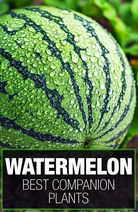 5 of the Best Watermelon Companion Plants Can Watermelon, Watermelon Farming, Watermelon Vines, Growing Beans, Companion Planting Chart, How To Grow Watermelon, Watermelon Flower, Companion Gardening, Watermelon Plant