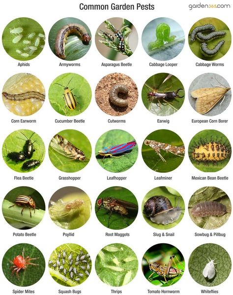 Garden Pests Identification, Organic Fertilizers, Flea Beetles, Organic Gardening Pest Control, Cabbage Worms, Cucumber Beetles, Tattoo Plant, Organic Pest Control, Natural Pest Control