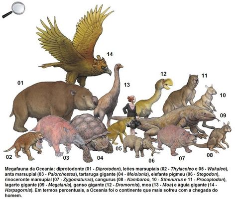 megafauna of Oceania Prehistoric Timeline, Mega Fauna, Pre History, Dinosaur Era, Prehistoric Wildlife, Australian Wildlife, Extinct Animals, Prehistoric Creatures, Prehistoric Animals