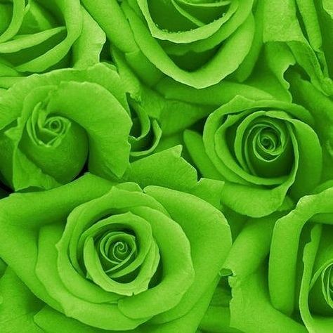 Green Flowers Aesthetic, Blue Roses Wallpaper, Green Roses, Rose Flower Wallpaper, Color Board, Rose Pictures, Flowers Aesthetic, Aesthetic Ideas, Beautiful Rose Flowers