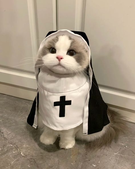 Let's take a kitty on an adorable adventure! #PetStarDream #HealingKitty #BirmanCat Cat Halloween Costume Pet, Dogs Halloween, Dress Kawaii, Puppy Costume, Cat Halloween Costume, Pet Halloween Costumes, Pet Kitten, Pet Dress, Puppies Funny