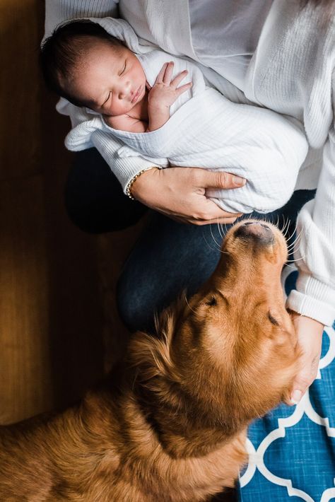 Babies With Dogs, Home Newborn Photos, Newborn And Dog, Newborn Family Pictures, Girl With Dog, Baby Boy Newborn Pictures, Baby Boy Newborn Photography, Adorable Home, Lifestyle Newborn Photos