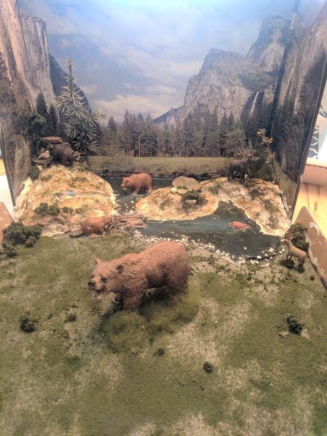 Wolf Diorama, School Diorama, Diaroma Ideas, Shoe Box Diorama, Forest Project, Diorama Kids, Diorama Project, Frog Activities, Bear Habitat