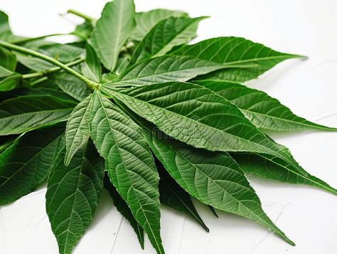 The Health Benefits and Toxicity of Fresh Japanese Cassava Leaves: A Comprehensive Guide royalty free stock photo Cassava Benefits, Cassava Leaves, Community Gardening, Health Benefits, Free Stock Photos, Lettuce, Royalty Free Stock Photos, Photo Image, Royalty Free