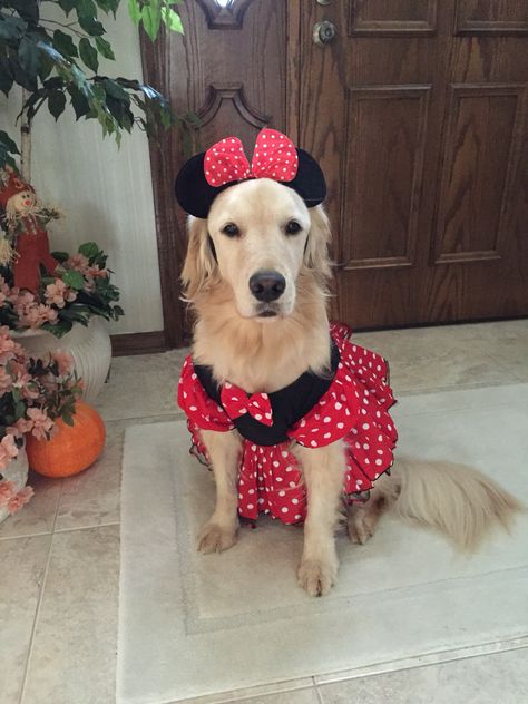 Last Halloween they dressed me up as Minnie Mouse. Sometimes they forget that I am really a Golden Retriever. Golden Retriever Dressed Up, Dog Costumes Golden Retriever, Golden Retriever Halloween Costume, Golden Retriever Costume, Puppy Costumes, Golden Retriever Girl, Puppy Halloween Costumes, Golden Retriever Halloween, Ellie Mae