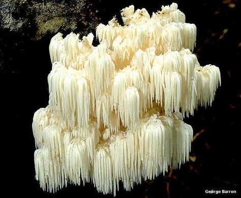 Hericium americanum Mushroom Culture, Under Microscope, Tiny Jars, Edible Mushrooms, Bear Head, Lion Mane, Greenhouses, Hydroponics, Writing Inspiration