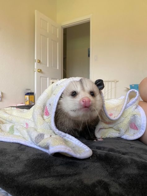 Cute Opposum, Cute Opossum, Baby Possum, Awesome Possum, Street Cats, Cute Ferrets, Scary Animals, Lovely Creatures, Trash Panda