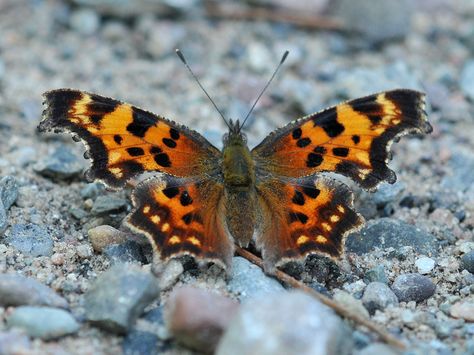 butterflies of wisconsin Comma Butterfly, Moth Caterpillar, Bird Wings, Bugs And Insects, Colorful Butterflies, Butterfly Tattoo, Beautiful Butterflies, Mother Earth, Caterpillar