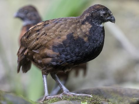 Black-breasted Wood Quail - eBird Micro Farm, Game Birds, All Birds, Bird Species, Pheasant, In The Forest, The Forest, Dark Brown, Birds