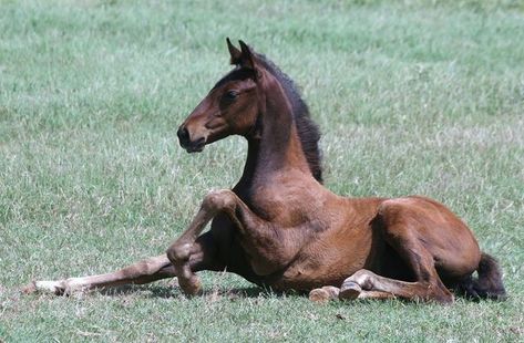 Horses Reference Photos, Foal Laying Down, Animal Pose Reference, Animal Poses Reference, Pony Poses, Cheerleader Poses, Horses Photos, Foal Horse, Horse Poses