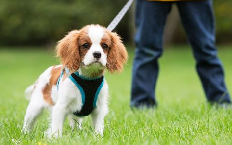 A dog-training expert offers tips for owners on leash-training your puppy and troubleshooting potential problems along the way. Pocket Beagle, Crate Training Puppy, House Training Puppies, Puppy House, Easiest Dogs To Train, Dog Behavior Problems, Potty Training Puppy, Leash Training, Training Your Puppy