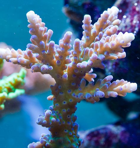 Acropora Coral, Coral Polyps, Ocean Life Photography, Ocean Plants, Marine Plants, Underwater Painting, Life Under The Sea, Sea Plants, Underwater Art