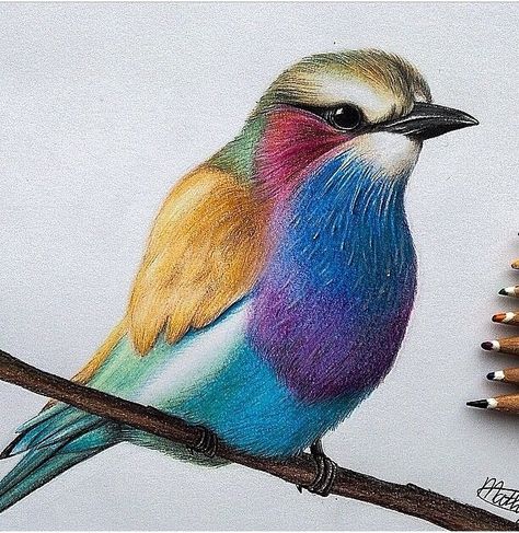 Pencil Colour Painting, Bird Paintings On Canvas, Painting On Canvas For Beginners, Color Pencil Sketch, Bird Watercolor Paintings, Nature Art Drawings, Colored Pencil Artwork, Canvas For Beginners, Oil Pastel Art