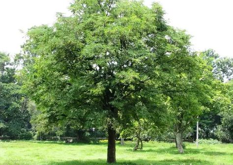 How to Grow Tamarind Tree | Growing Tamarind Tamarind Tree, Florida Trees, Christmas Fairy Garden, Garden Ideas To Make, Asam Jawa, Everglades Florida, Everglades National Park, Fast Growing Trees, Tree Seeds