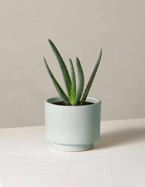 Global Home Decor Style, Floor Plants, Aloe Vera Plant, Winter Plants, Home Decor Style, Low Light Plants, Air Purifying Plants, Spring Plants, Air Purifying