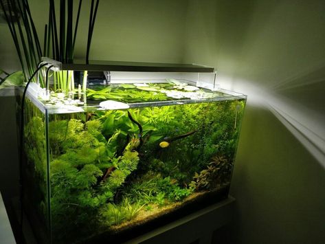 Cool Fish Tank Decorations, Biotope Aquarium, Fish Aquarium Decorations, Fish Tank Themes, Fish Tank Terrarium, Amazing Aquariums, Cool Fish Tanks, Fish Tank Design, Aquascape Design