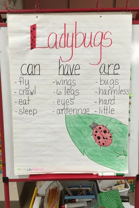 Ladybugs can, have, are chart What The Ladybird Heard Activities, Ladybugs Kindergarten, Can Have Are Chart, Grouchy Ladybug Activities, Ladybugs Preschool, Ladybug Life Cycle, Bug Activities, Insects Preschool, Bugs Preschool