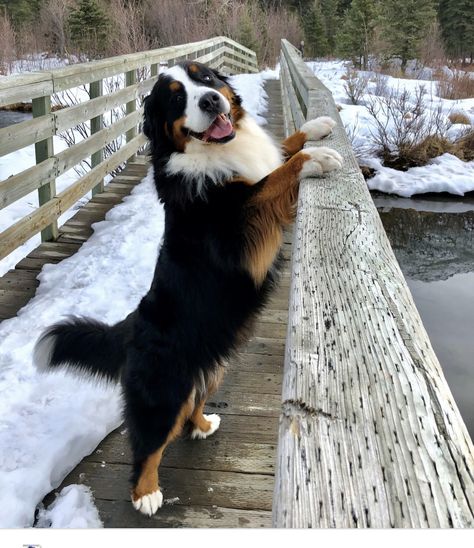 Burnese Mountain Dog, Burmese Mountain Dogs, Bernese Dog, Bernese Mountain Dog Puppy, Apartment Dogs, Best Dog Breeds, Fluffy Dogs, Mountain Dog, Bernese Mountain