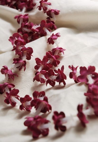 jasmine flower | Beauty Red Jasmine Flower Leis $3.99 each/ 6 for 2 each, 24 inches Red Jasmine Flower, Red Jasmine, Flower Lei, Jasmine Flower, Flower Beauty, Pretty Flowers, Hibiscus, Lei, Flower Garden