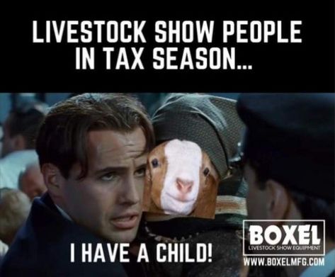 Livestock Show Memes, Show Goats Tips, 4h Goats, Wall Of Quotes, Ben Davidson, Livestock Quotes, Farm Jokes, Showing Cattle, Funny Farm Animals