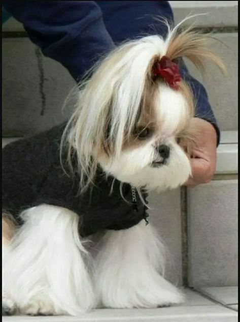 Top 10 Popular Shih Tzu Haircuts (30+ Pictures) - The Paws Shitzu Haircuts, Shih Tzu Hair Styles, Shih Tzu Puppy Cut, Shih Tzu Haircuts, Perro Shih Tzu, Chien Shih Tzu, Shih Tzu Grooming, Shih Tzu Funny, Puppies Cute