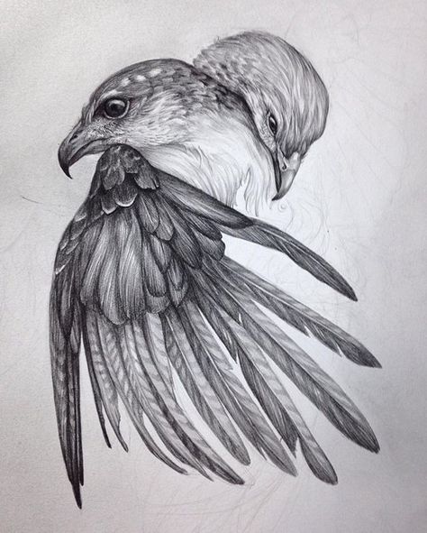 Hugs.  Little WIP for the Brink show coming up here in January at @antlerpdx to… Vogel Tattoo, Eagle Drawing, Pencil Drawings Of Animals, Wings Drawing, Animal Drawings Sketches, Eagle Tattoos, Desenho Tattoo, Birds Tattoo, Bird Drawings