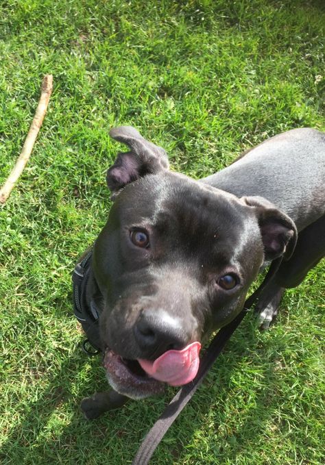 Staffy Cross, Innocent Eyes, Foster Home, American Bulldog, The Fosters, Bulldog, Lab, Cute Animals, Puppies