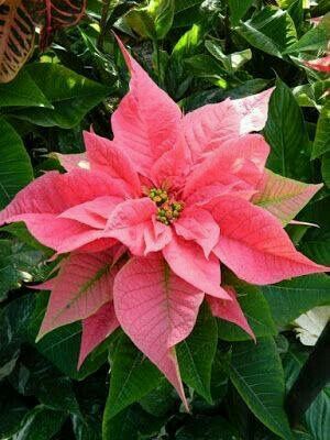 Pink Poinsettia, Winter Scrapbooking, Ink Therapy, Diy Watercolor Painting, Christmas Blessings, Poinsettia Flower, Colorful Plants, Botanical Painting, Christmas Flowers