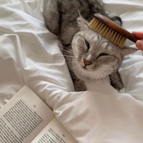 homebodii ® on Instagram: “Prioritise pampering • We luuuurve a good head massage & quiet night in. Tag your bestie & plan a good love in session…” Söt Katt, Pet Friendly Hotels, Luxury Pet, Cat Person, Cat Aesthetic, Persona 5, Pretty Cats, Cute Little Animals, Baby Cats