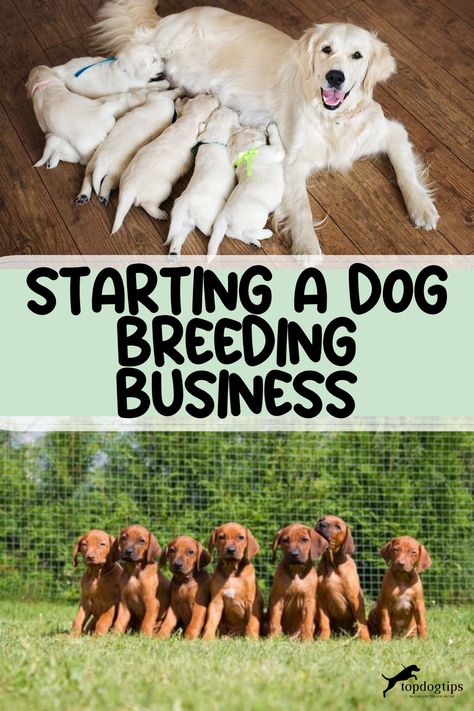 Starting a Dog Breeding Business Breeder Puppy Packs For New Owners, Outdoor Whelping Kennel, Puppy Whelping Checklist, Ruffland Dog Kennel, Dog Breeding Setup, Breeding Kennel Ideas, Dog Breeder Setup, Dog Breeding Kennels Ideas, Dog Breeders Kennels