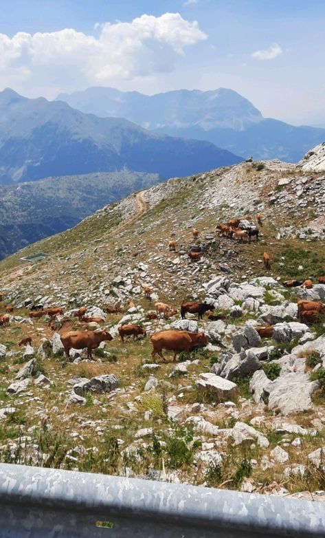 Multiple cows walking in the greek mountains Greek Mountains, Olive Gardens, The Mountain, Sofia, Greece, Walking, Natural Landmarks, Travel