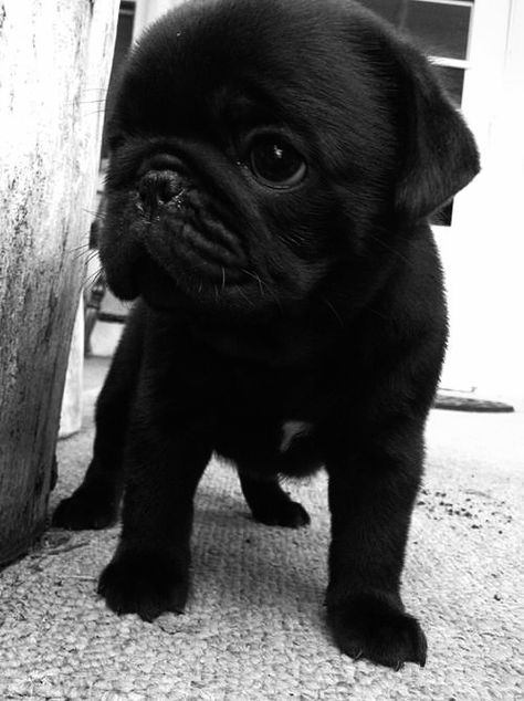 MBF Baby Pug, Mini Boo, Black Pug Puppies, Cute Pug Puppies, Baby Pugs, Pug Mom, Black Pug, Pug Puppies, Cute Pugs