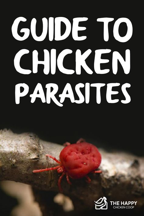 The Complete Guide To Chicken Parasites - The Happy Chicken Coop Chicken Parasites, Chickens Backyard Breeds, Happy Chickens, Chicken Flock, Chicken Coop Garden, Backyard Chicken Farming, Little Red Hen, Red Hen, Chicken Skin