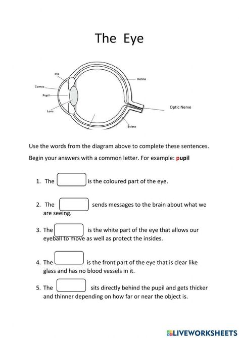 The Parts of the Eye worksheet Parts Of The Eyes Worksheet, Eye Parts Name, Parts Of An Eye, Grade 3 Science, Optic Nerve, Eye Parts, Parts Of The Eye, Chemistry Notes, Eye Pictures