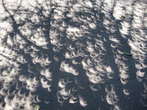 The eclipse shadows are my favorite part. They're almost as cool as the actual eclipse. Eclipse Photos, Eclipse Solar, Unique Pictures, The Eclipse, Solar Eclipse, My Favorite Part, Cool Pictures, Solar, My Favorite