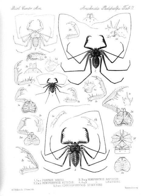 Bug Anatomy, Whip Spider, Insect Reference, Whip Scorpion, Svtfoe Oc, Arch Concept, General Tattoo, Entomology Illustration, Insect Anatomy