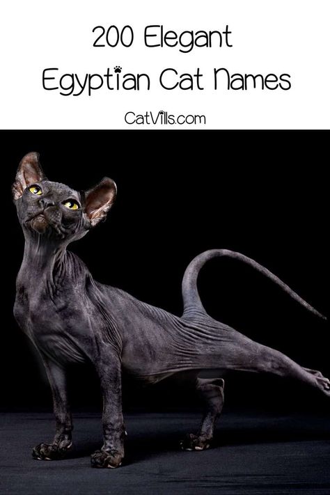 Looking for unique cat monikers? The Egyptian cat names we've listed are truly beautiful & they really are actual Egyptian names for Sphynx cats. Check them out! Sphynx Cat Names, Egyptian Names Female, Pharoah Egyptian, Boy Cat Names, Unique Cat Names, Regal Names, Egyptian Names, Egyptian Cats, Cat Dark