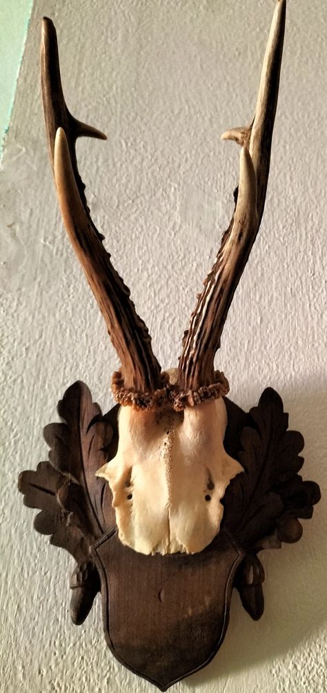 Real vintage roe deer skull with his nice antlers and wooden shield. Austria, about 1965. Just cleaned. For sale from private collection. Roe Deer Skull, Wooden Shield, Roe Deer, Deer Skull, Deer Skulls, Real Vintage, Antlers, Austria, Deer