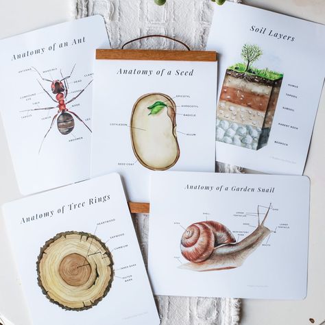 Composer Study, Homeschool Nature Study, Snails In Garden, Nature School, My Father's World, Beloved Book, Homeschool Learning, Soil Layers, Nature Posters