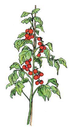 Tomato Plants Drawing, Tomato Vine Drawing, Berry Bush Drawing, Tomato Plant Illustration, Tomato Plant Tattoo, Tomato Plant Drawing, Vegetable Garden Drawing, Tomato Tattoo, Bush Drawing