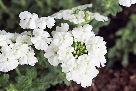 White garden verbena flowers growing in several clusters on a plant with green leaves, planted in brown soil topped with mulch. Full Sun Landscaping, Southern Gardens, Flowering Perennials, Flowers Growing, Plant Zones, Full Sun Plants, Southern Garden, Zone 9, Sun Perennials