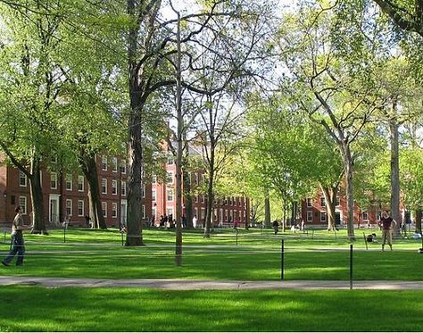 Harvard Yard - Wikiwand Harvard Yard, Organic Lawn Care, Harvard Students, College Architecture, Harvard Square, Harvard College, Harvard Law, Harvard Law School, Harvard University