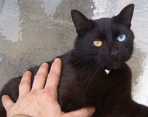 Rare Eye Colors, Black Cat Aesthetic, Different Colored Eyes, Cat Oc, Cat With Blue Eyes, Kitty Games, A Black Cat, Cat Aesthetic