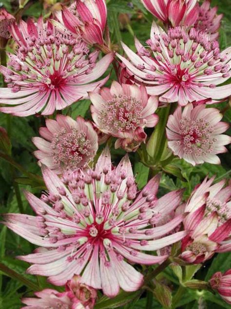 Perennials Low Maintenance, Astrantia Major, Long Blooming Perennials, Zen Rock, Flowers Background, Have Inspiration, Unusual Plants, Sparkling Stars, Fall Plants