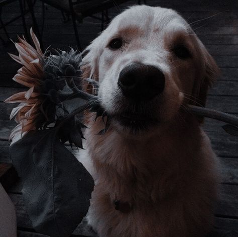 Dark Golden Retriever, Picture Icon, Retriever Puppy, Cute Animal Photos, Night Aesthetic, Horse Girl, Character Aesthetic, Animal Photo, Dark Aesthetic