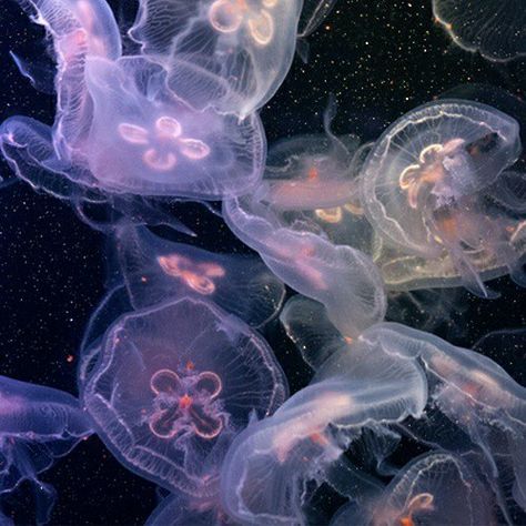 Ocean Creatures, Marine Animals, Ethereal Art, Purple Aesthetic, Funny Animal, Aesthetic Iphone Wallpaper, Jellyfish, Sea Creatures, Wall Collage