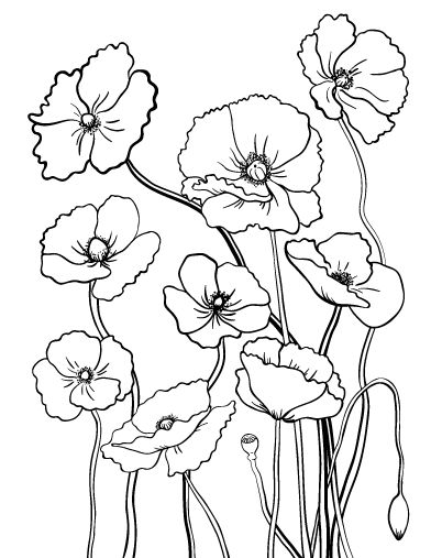 Printable poppy coloring page. Free PDF download at http://coloringcafe.com/coloring-pages/poppy/ Poppy Flower Sketch, Draw Poppies, Drawing Poppies, Poppy Flower Drawing, Drawing Of Flowers, Poppy Coloring Page, Poppy Drawing, Flower Sketches, Pola Sulam