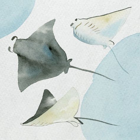 Mantaray Art, Drawing Stingray, Manta Ray Illustration, Stingray Illustration, Manta Ray Watercolor, Manta Ray Drawing, Ray Illustration, Ray Drawing, Manta Ray Art