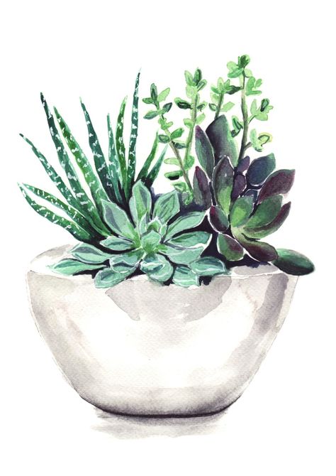 Succulents Art Print by Bridget Davidson Ako Kresliť, Succulents Drawing, Succulent Painting, Illustration Flower, نباتات منزلية, Watercolor Succulents, Succulent Art, 수채화 그림, Art Et Illustration